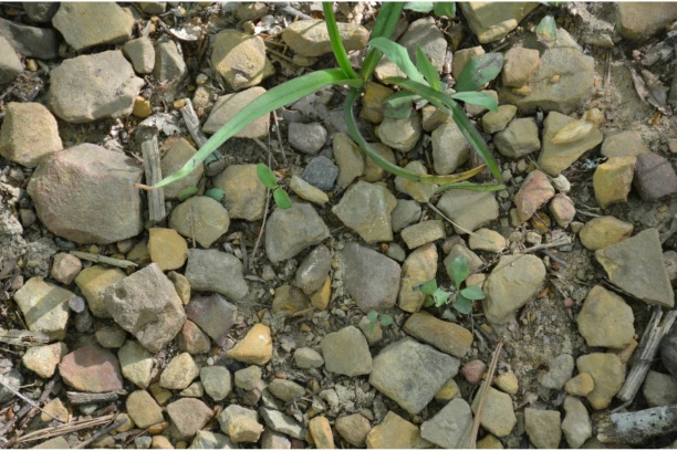 How to remove weeds from gravel