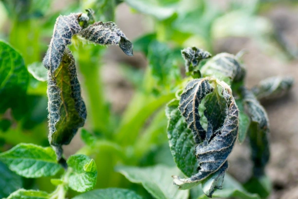 how to Protect Plants From Frost Overnight