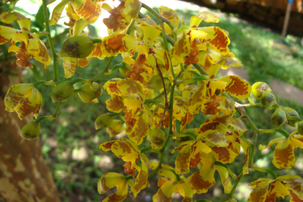 garden plants with yellow leaves caused by watering and soil problems