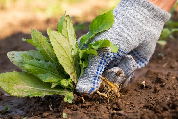 Why Weeds Keep Coming Back