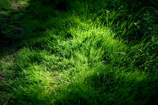 how to revive dead grass naturally