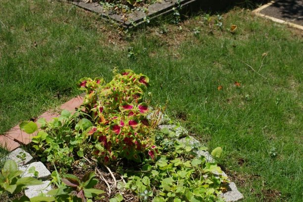 how to revive dying garden plants